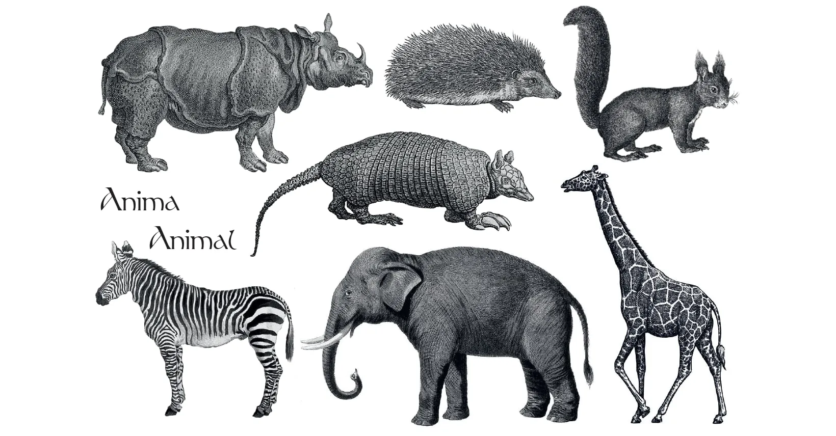 Tatouage éphémère Gravures animalières